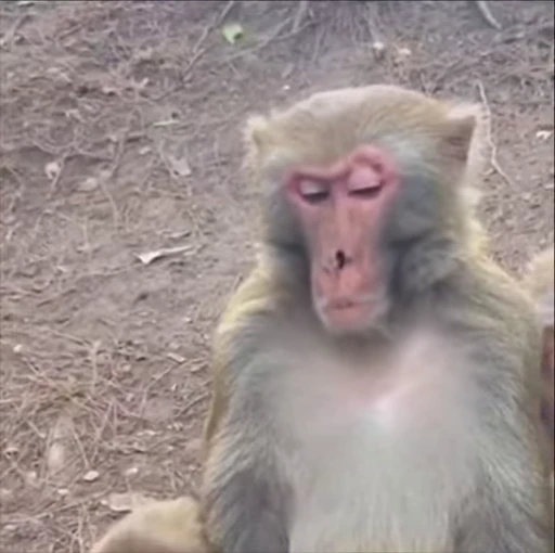 😞 Стикер «Monkeys Обезьяны» для Telegram