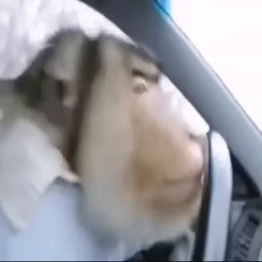 🚘 Стикер «Monkeys Обезьяны» для Telegram