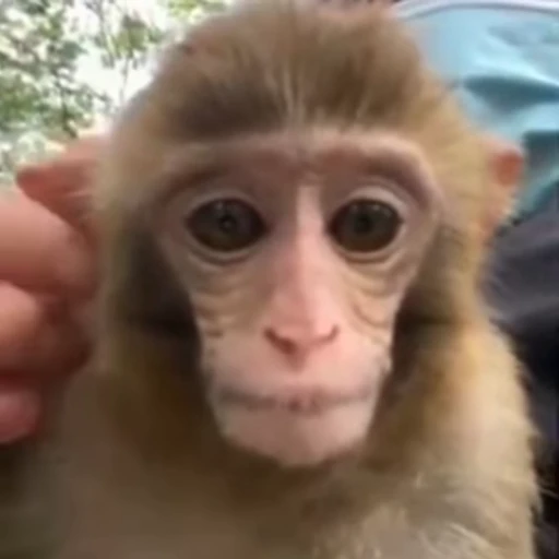 👂 Стикер «Monkeys Обезьяны» для Telegram