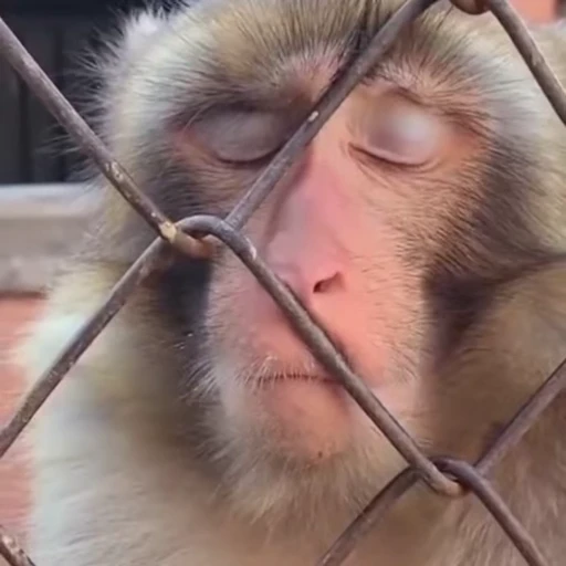 😴 Стикер «Monkeys Обезьяны» для Telegram