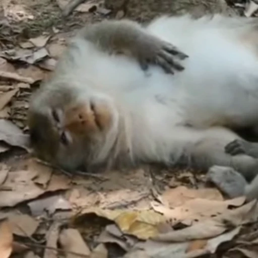 😴 Стикер «Monkeys Обезьяны» для Telegram
