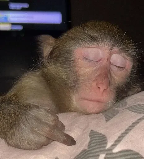 🥱 Стикер «Monkey Memes» для Telegram