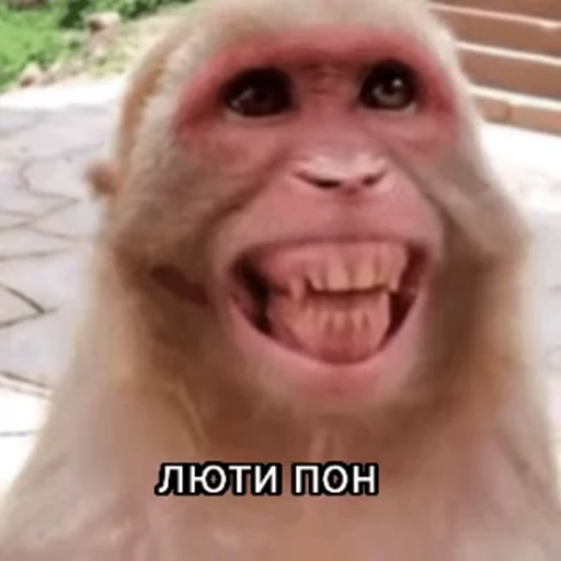 🤩 Стикер «обезьяни пон» для Telegram