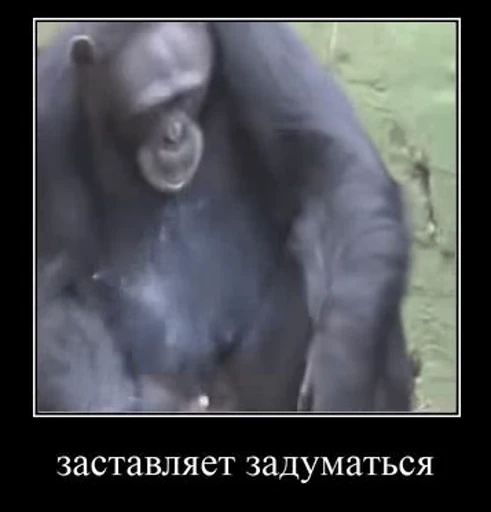 🧐 Стикер «обезьяни пон» для Telegram