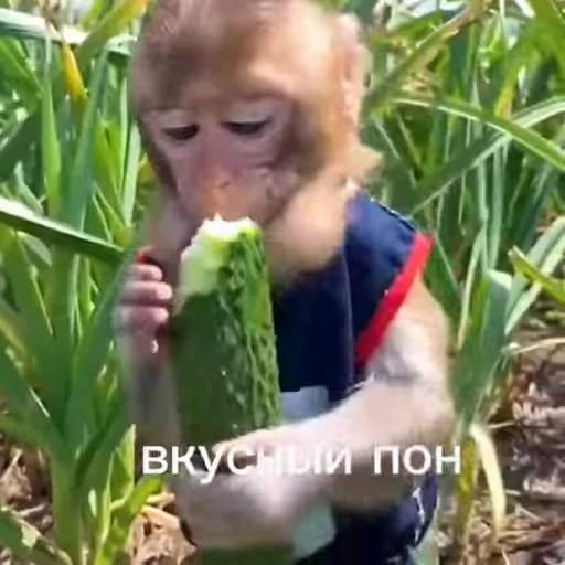 🥒 Стикер «абизяна пони 3» для Telegram
