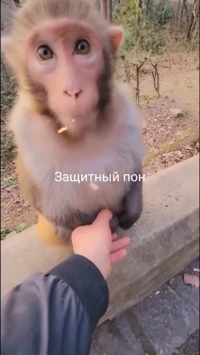 🧟 Стикер «абизяна пони 3» для Telegram