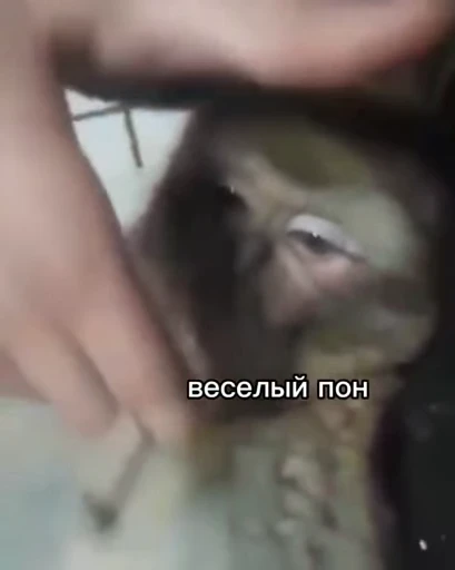 😂 Стикер «абизяна пони 3» для Telegram