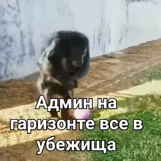😱 Стикер «Обезьяны ПОН» для Telegram