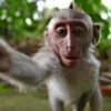 😟 Эмодзи «Обезьянки» для Telegram