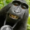 😎 Эмодзи «Обезьянки» для Telegram