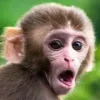 😟 Эмодзи «Обезьянки» для Telegram