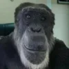 🙂 Эмодзи «Обезьянки» для Telegram