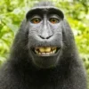 😎 Эмодзи «Обезьянки» для Telegram