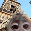 🗼 Эмодзи «monkeys» для Telegram