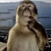 🤔 Эмодзи «monkeys» для Telegram
