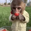 🍓 Эмодзи «monkeys» для Telegram