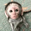🥺 Эмодзи «monkeys» для Telegram