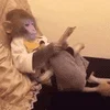 📱 Эмодзи «monkeys» для Telegram