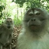 👬 Эмодзи «monkeys» для Telegram