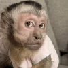 🙄 Эмодзи «monkeys» для Telegram