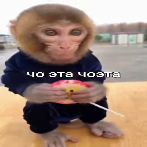 🐵 Стикер «Monkeys pon» для Telegram