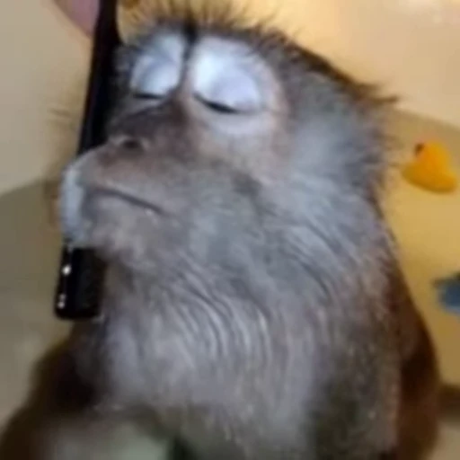 🐵 Стикер «Monkeys pon» для Telegram
