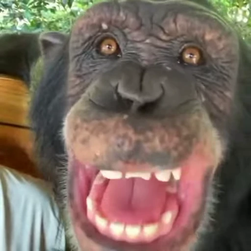 😁 Стикер «Monkeys pon» для Telegram