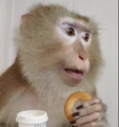 😦 Стикер «Monkeys pon» для Telegram