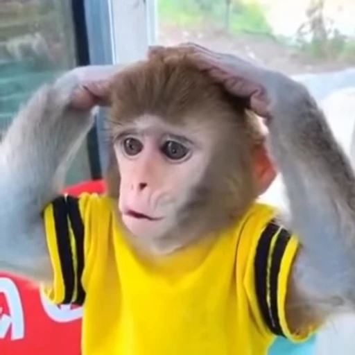 🌟 Стикер «Monkeys pon» для Telegram