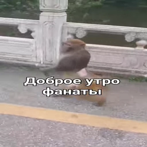 ☀ Стикер «Monkeys pon» для Telegram