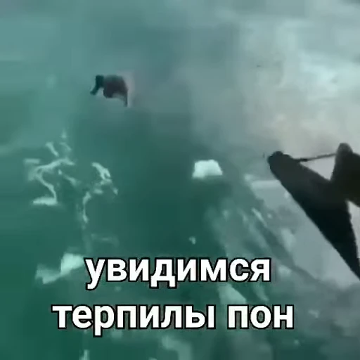 💦 Стикер «Monkeys pon» для Telegram