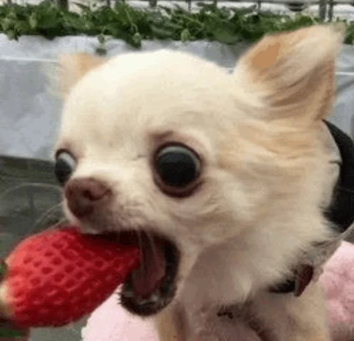 🌵 Стикер «~Mood "» для Telegram
