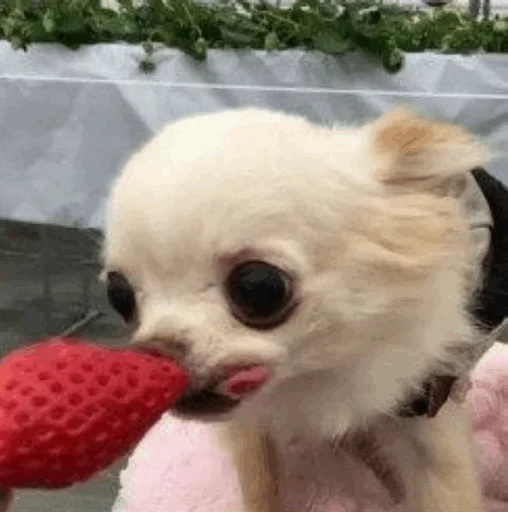 🌵 Стикер «~Mood "» для Telegram