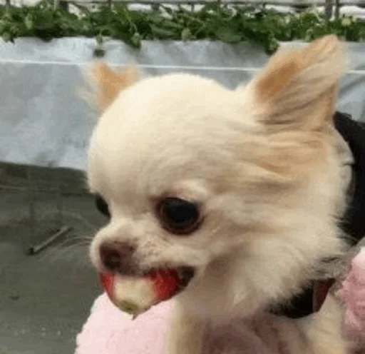 🌵 Стикер «~Mood "» для Telegram