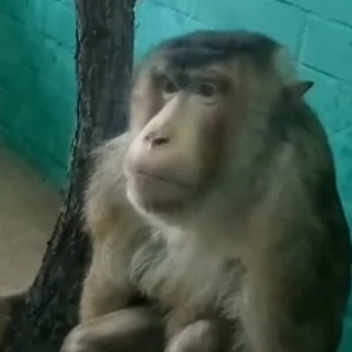 Стикерпак Monkey для Telegram — скачать