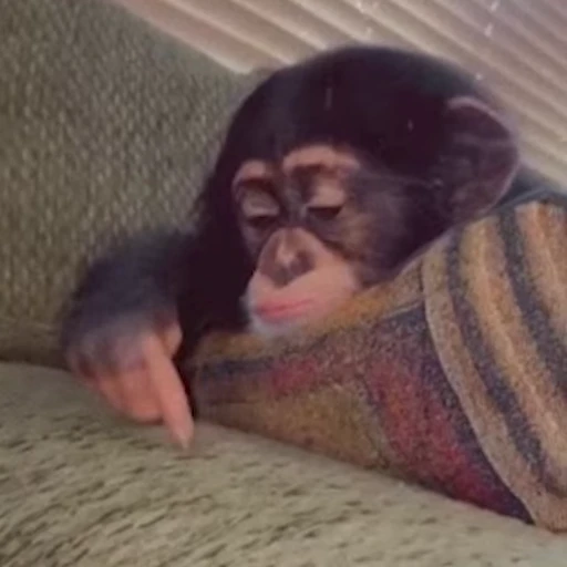 ☹️ Стикер «Monkey» для Telegram