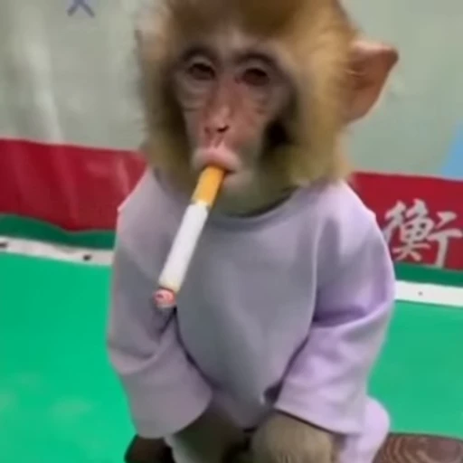 🚬 Стикер «Monkey» для Telegram