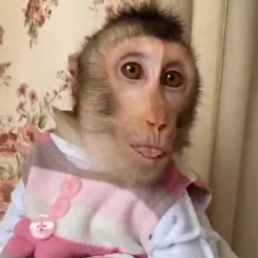 😊 Стикер «Monkey» для Telegram