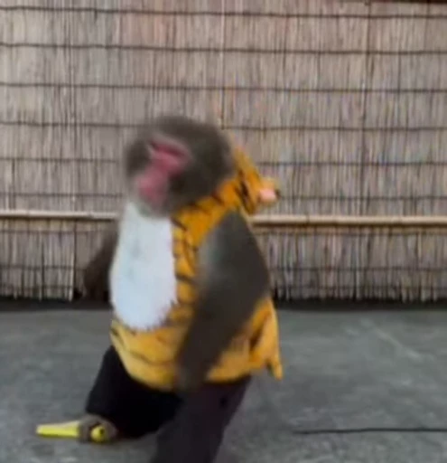 😵 Стикер «Monkey» для Telegram