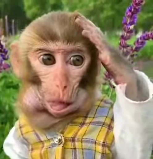 🤔 Стикер «Monkey» для Telegram