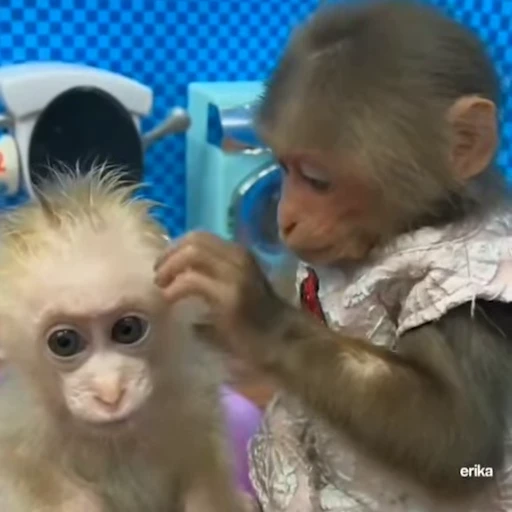 🐵 Стикер «Monkey» для Telegram
