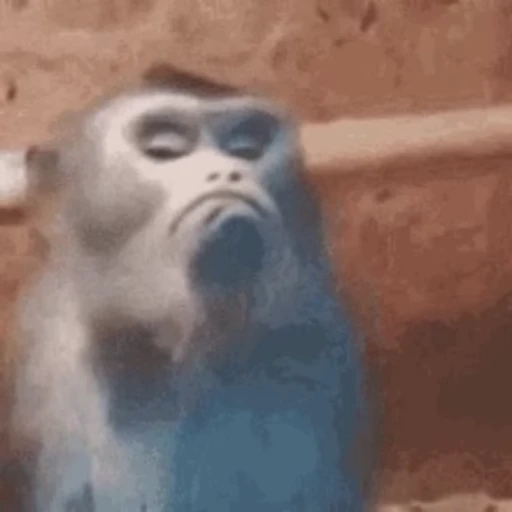 😐 Стикер «Monkey» для Telegram