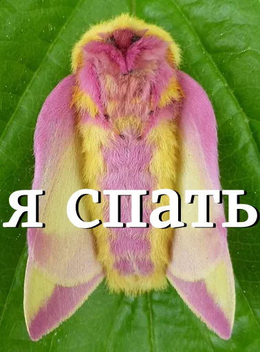 Стикерпак moooooths для Telegram — скачать