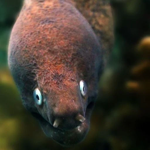 Стикерпак M-m-morays Мурены для Telegram — скачать