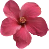 🌺 Эмодзи «morning» для Telegram