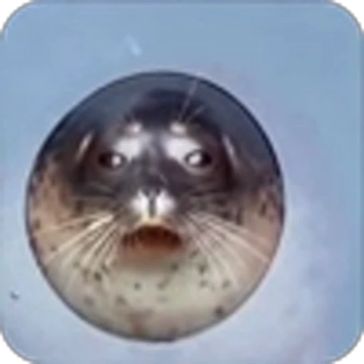 😟 Эмодзи «Морской котик» для Telegram