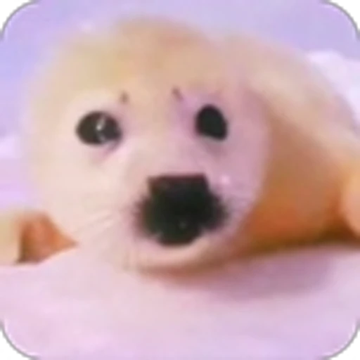 🥰 Эмодзи «Морской котик» для Telegram