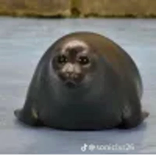 🤩 Эмодзи «Морской котик» для Telegram