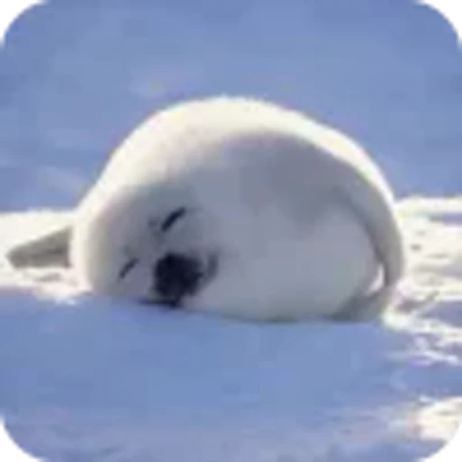 🥰 Эмодзи «Морской котик» для Telegram