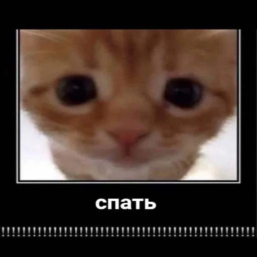 😘 Стикер «cats.mos?» для Telegram
